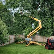 Best Sod Installation  in Salamanca, NY